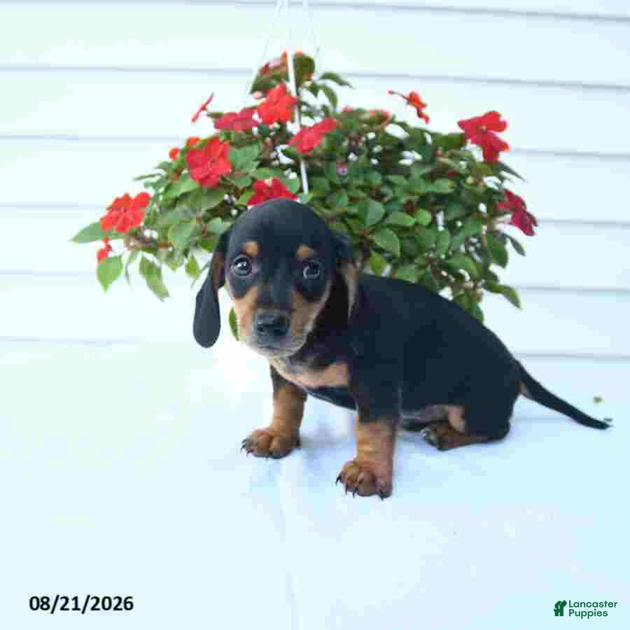 Miniature Dachshund dogs Bandit - Ad 2