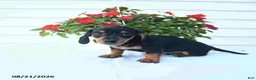 Miniature Dachshund dogs for sale: Bandit - Ad 2