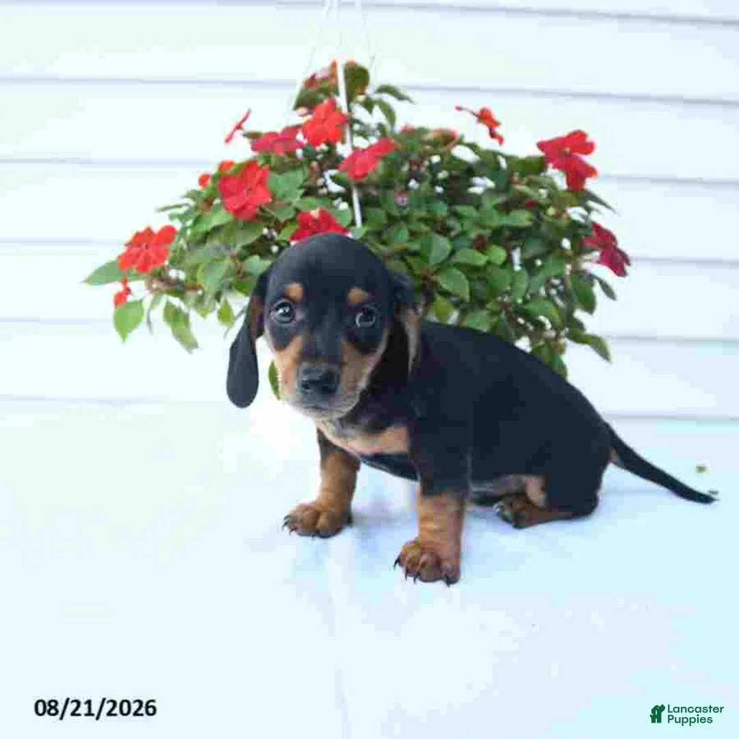 Miniature Dachshund dogs for sale: Bandit - Ad 2