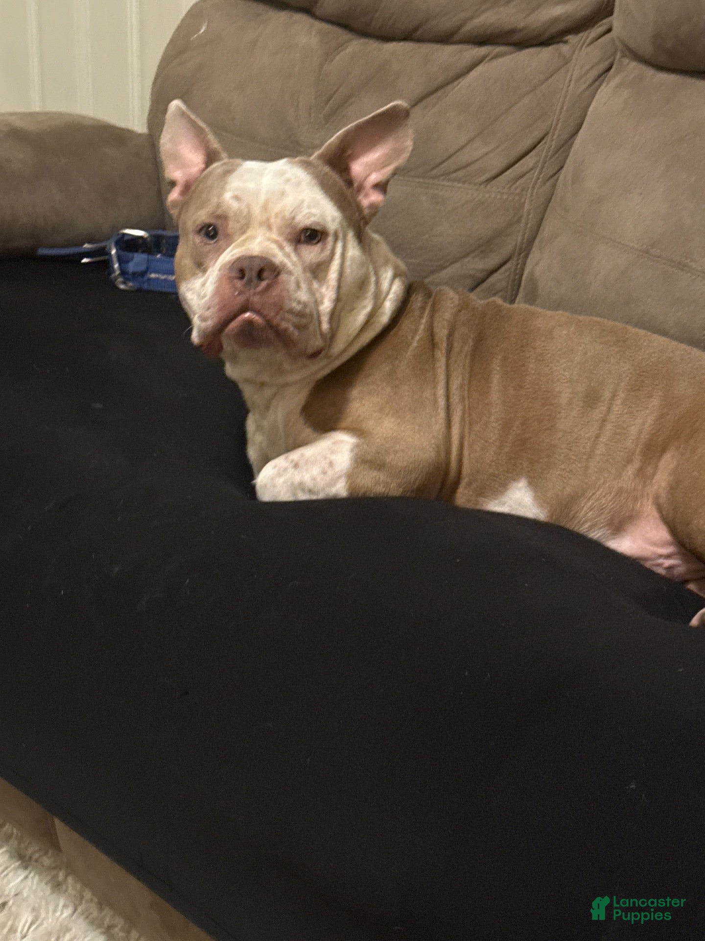 American Bully dogs for stud: Amazing pete - Ad 22