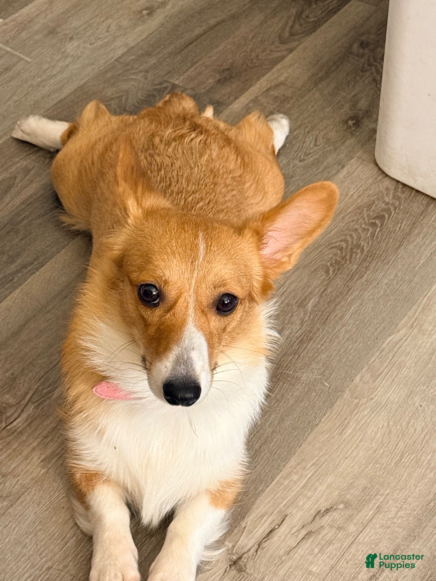 American Corgi dogs American Corgi 1 - Ad 17