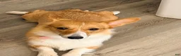 American Corgi dogs for sale: American Corgi 1 - Ad 1