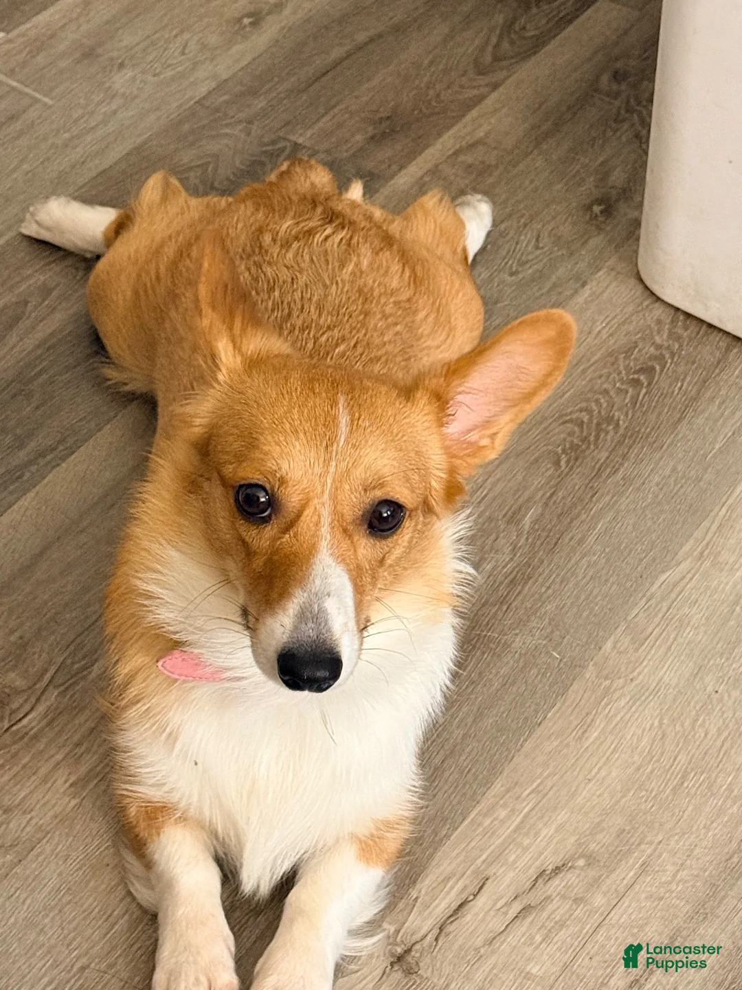 American Corgi dogs for sale: American Corgi 1 - Ad 1
