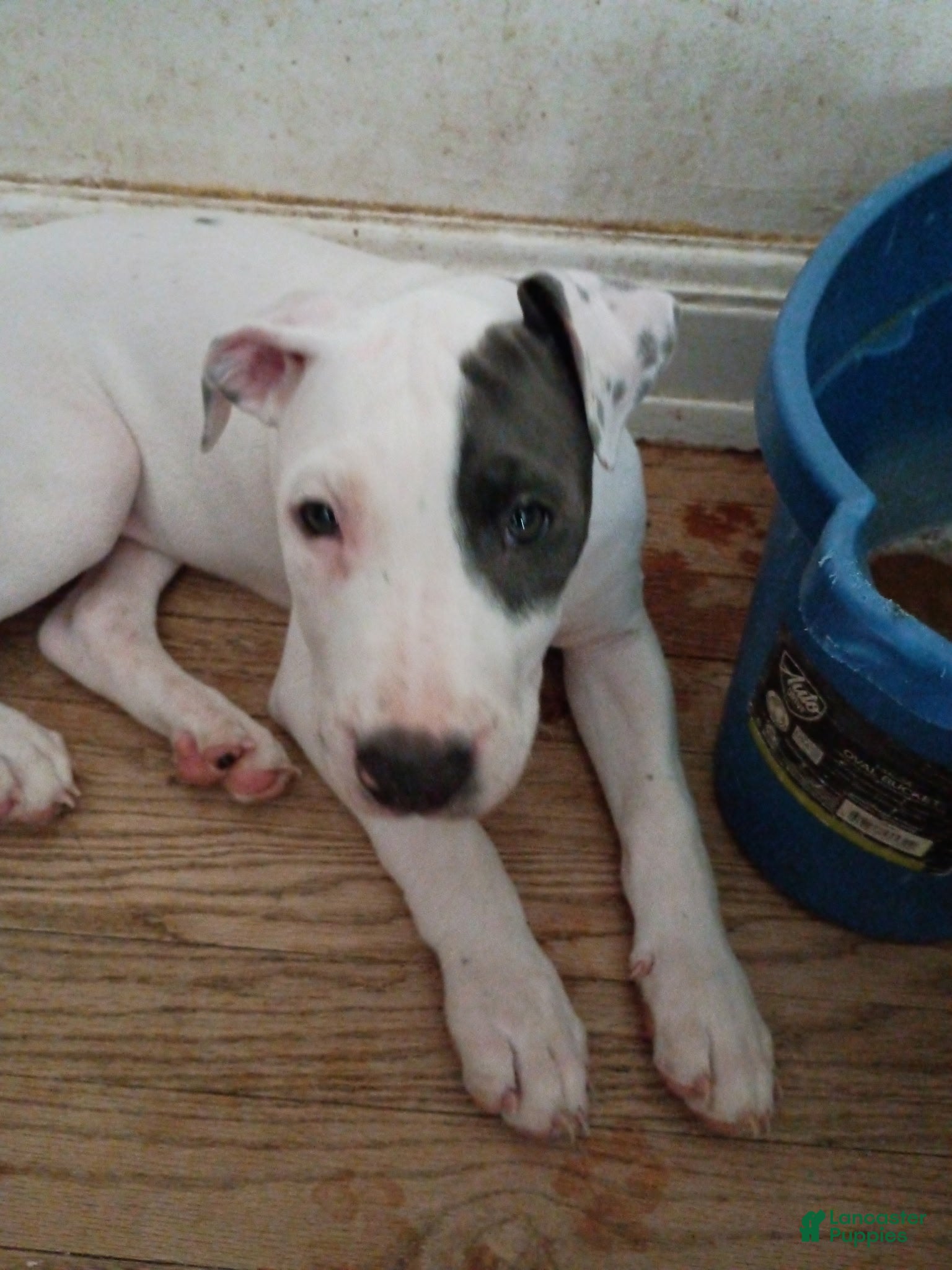 Mixed Breed dogs Puppy chow  - Ad 4