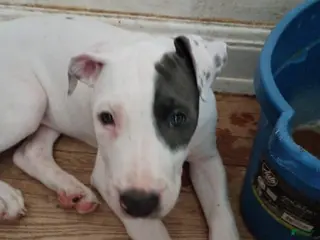 Mixed Breed dogs Puppy chow - Ad 4