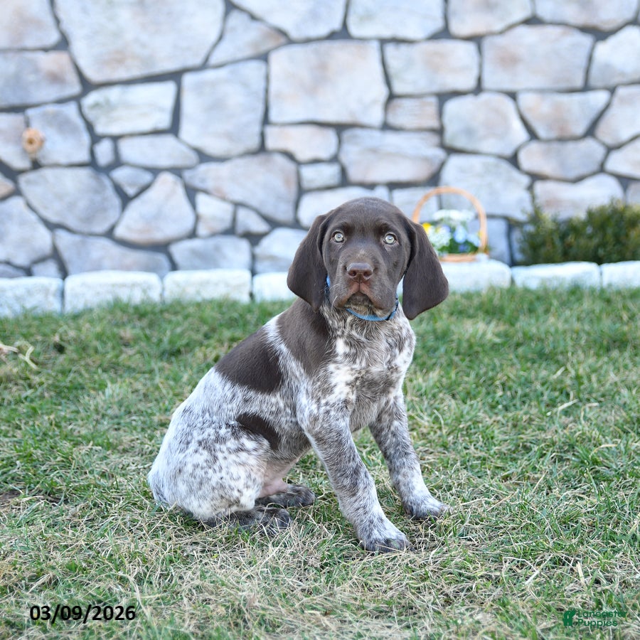 German Shorthaired Pointer dogs Kody - Ad 1