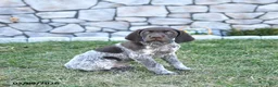 German Shorthaired Pointer dogs for sale: Kody - Ad 1