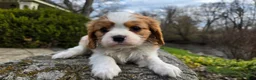 Cavalier King Charles Spaniel dogs for sale: Zack - Ad 9