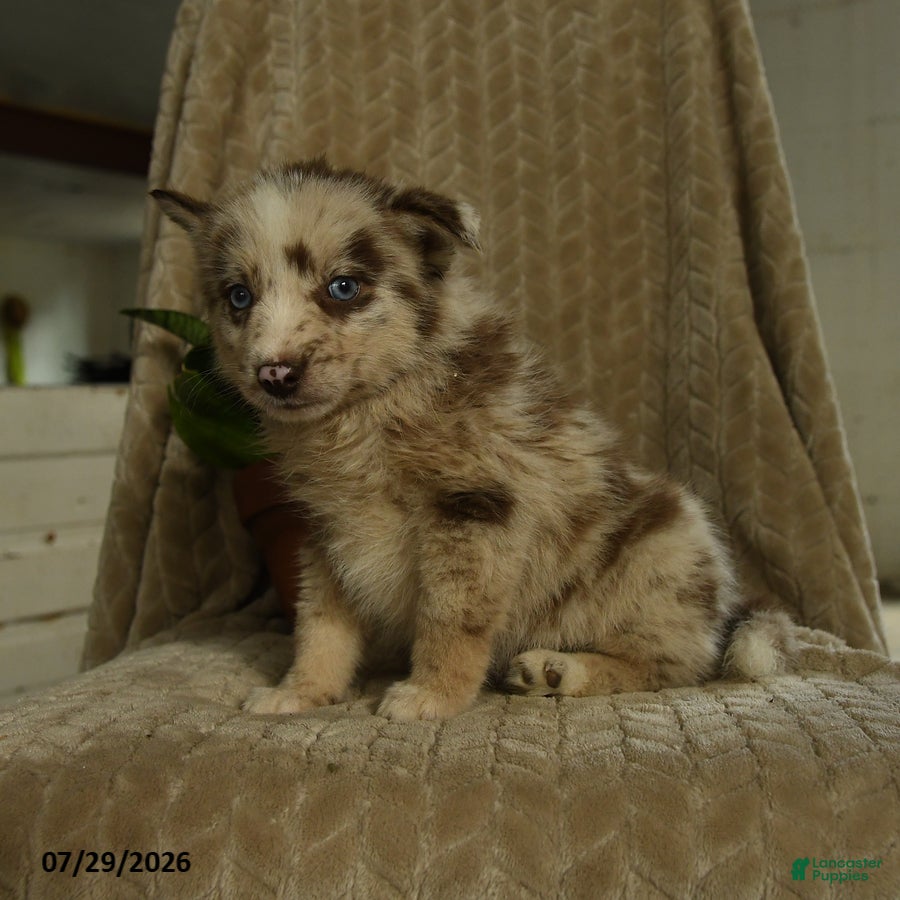 Pomsky dogs Bubba - Ad 1