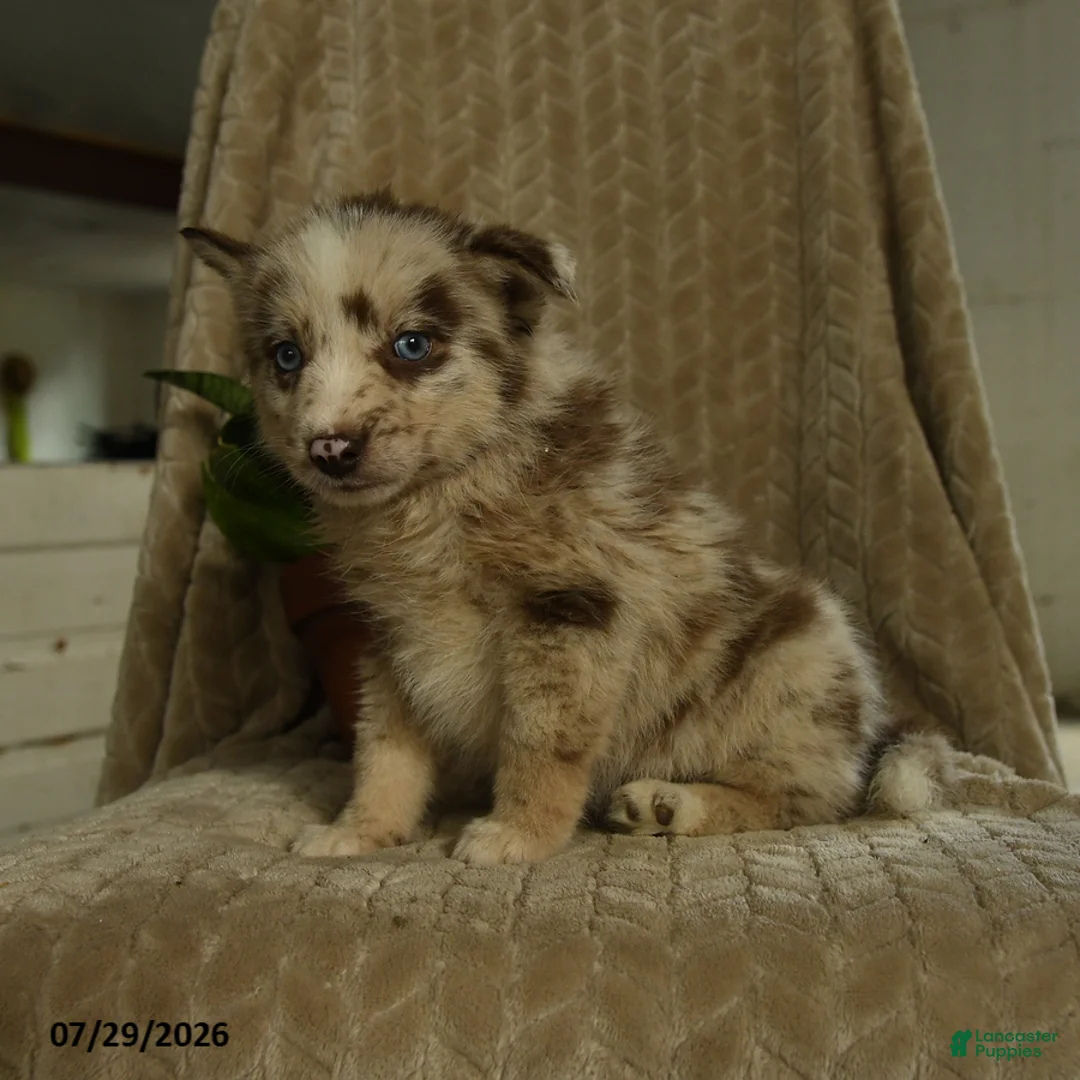 Pomsky dogs for sale: Bubba - Ad 1