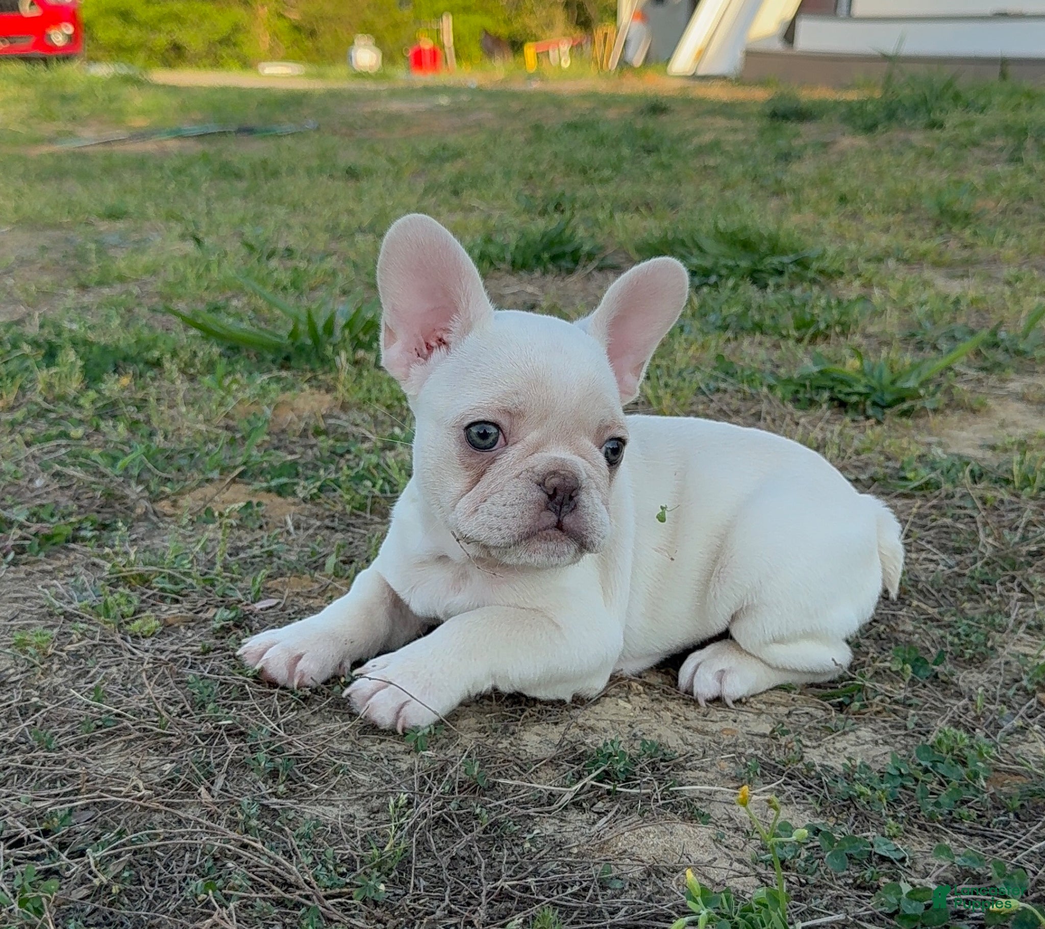 French Bulldog dogs Atlas - Ad 1