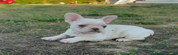 French Bulldog dogs for sale: Atlas - Ad 1
