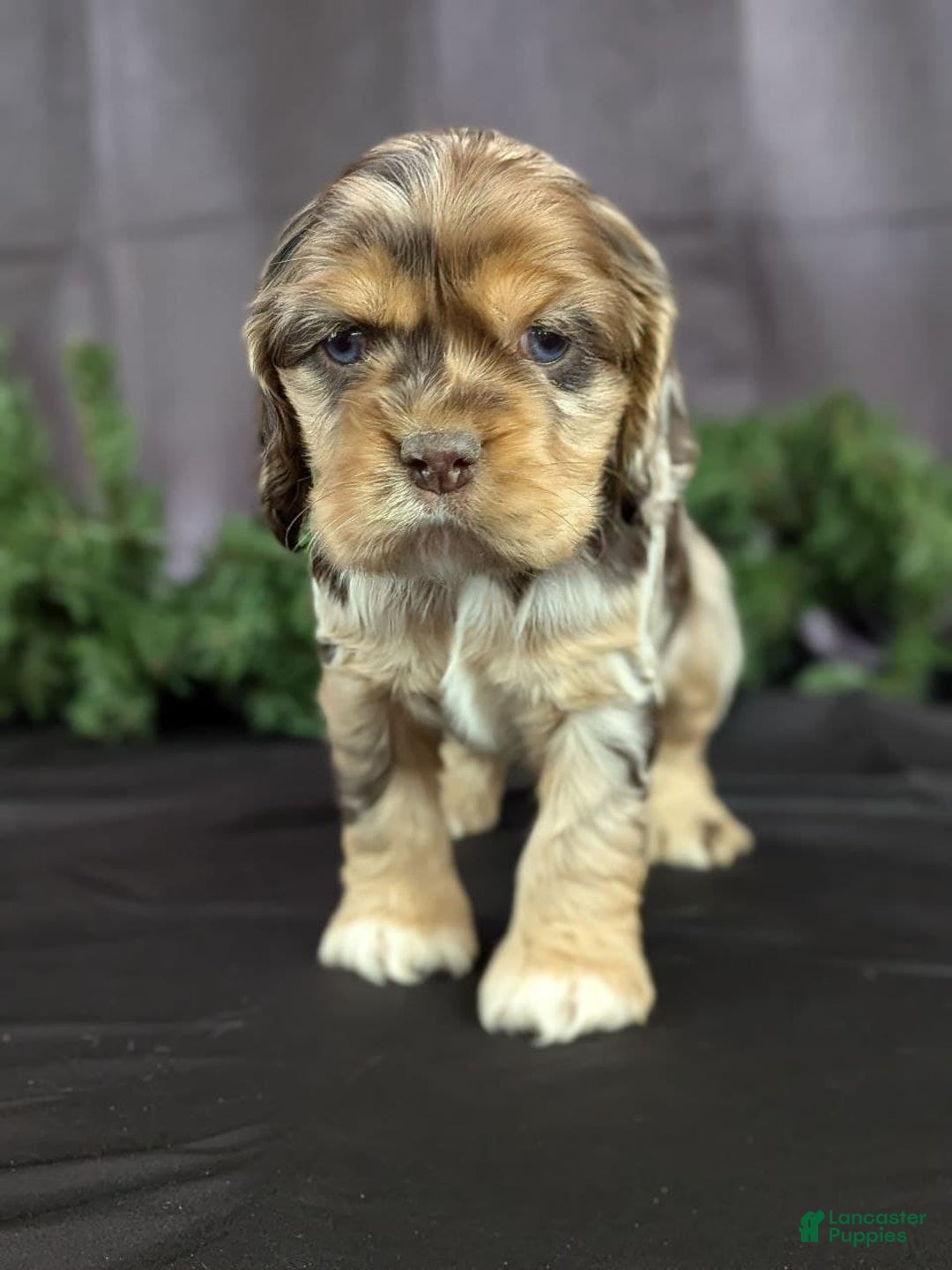 Cocker Spaniel dogs for sale: Voilet - Ad 2