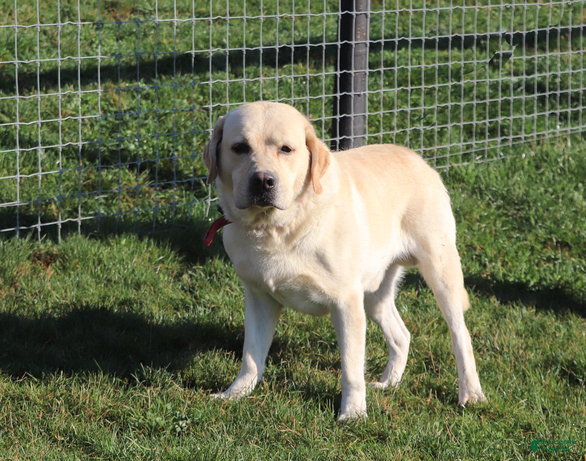 Ruger
