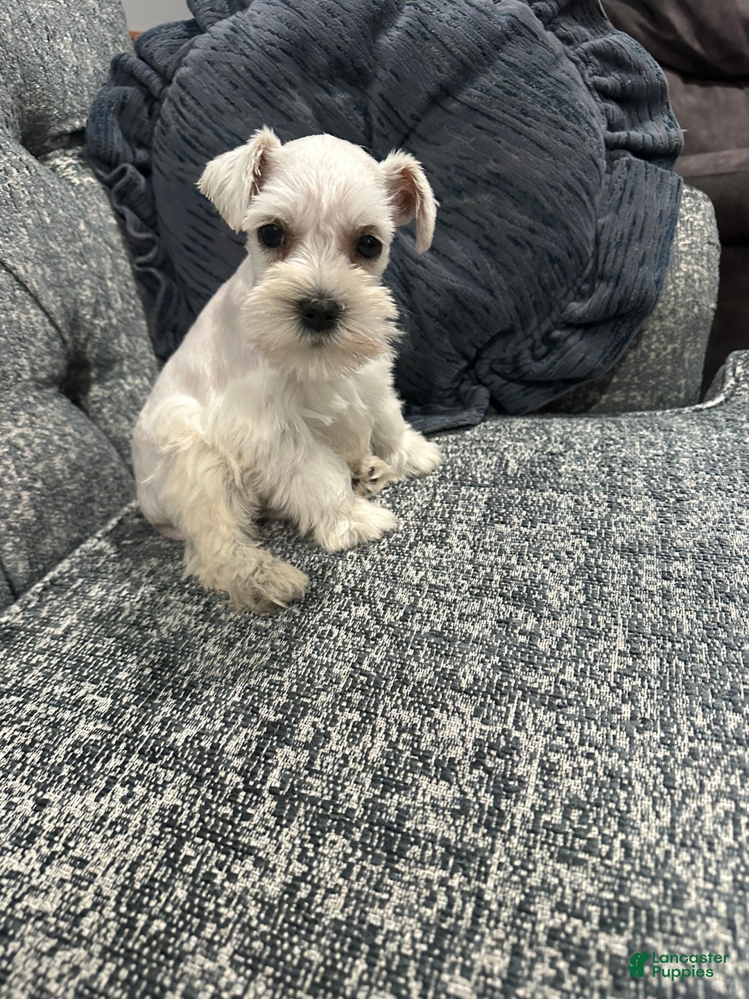 Miniature Schnauzer dogs for sale: Mimi AKC  - Ad 2