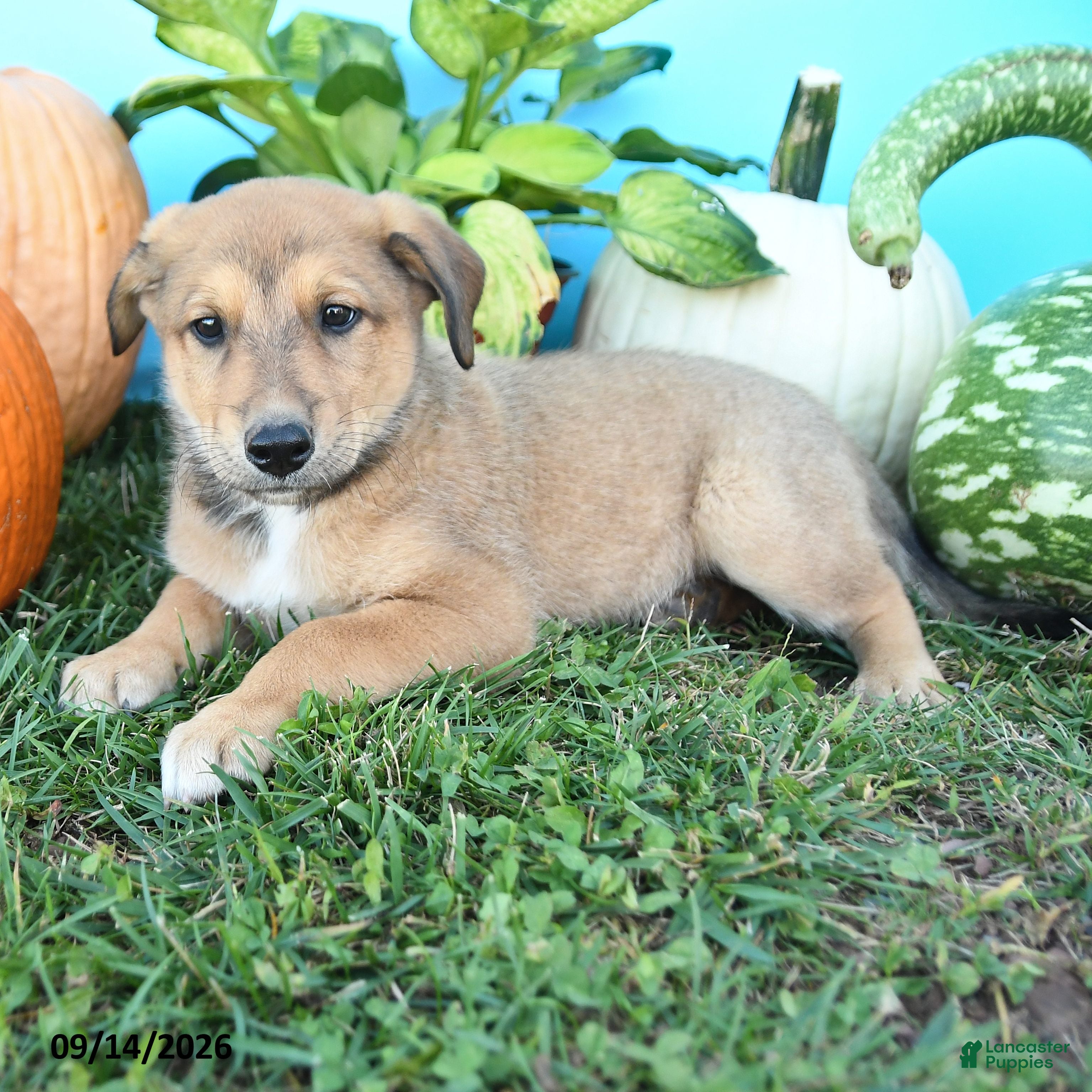 Mixed Breed dogs Ricky    - Ad 2