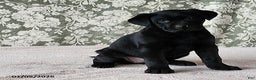 Labrador Retriever dogs for sale: Sunrise - Ad 1