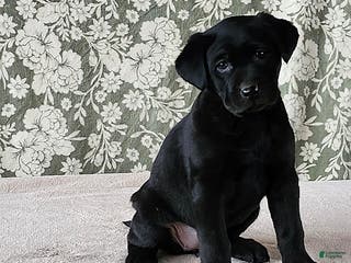 Labrador Retriever dogs Sunrise - Ad 25