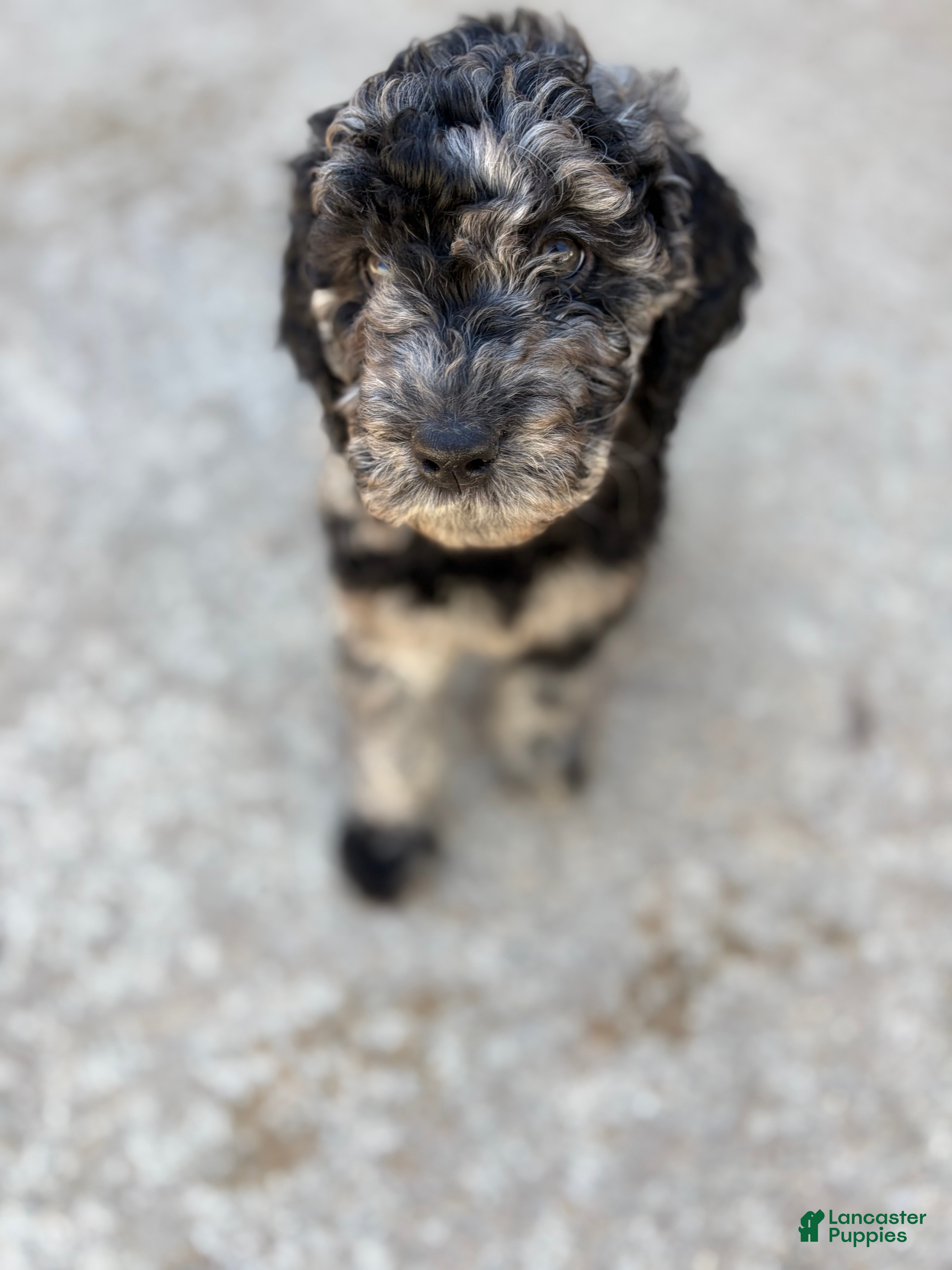 Mixed Breed dogs Mia - Ad 27