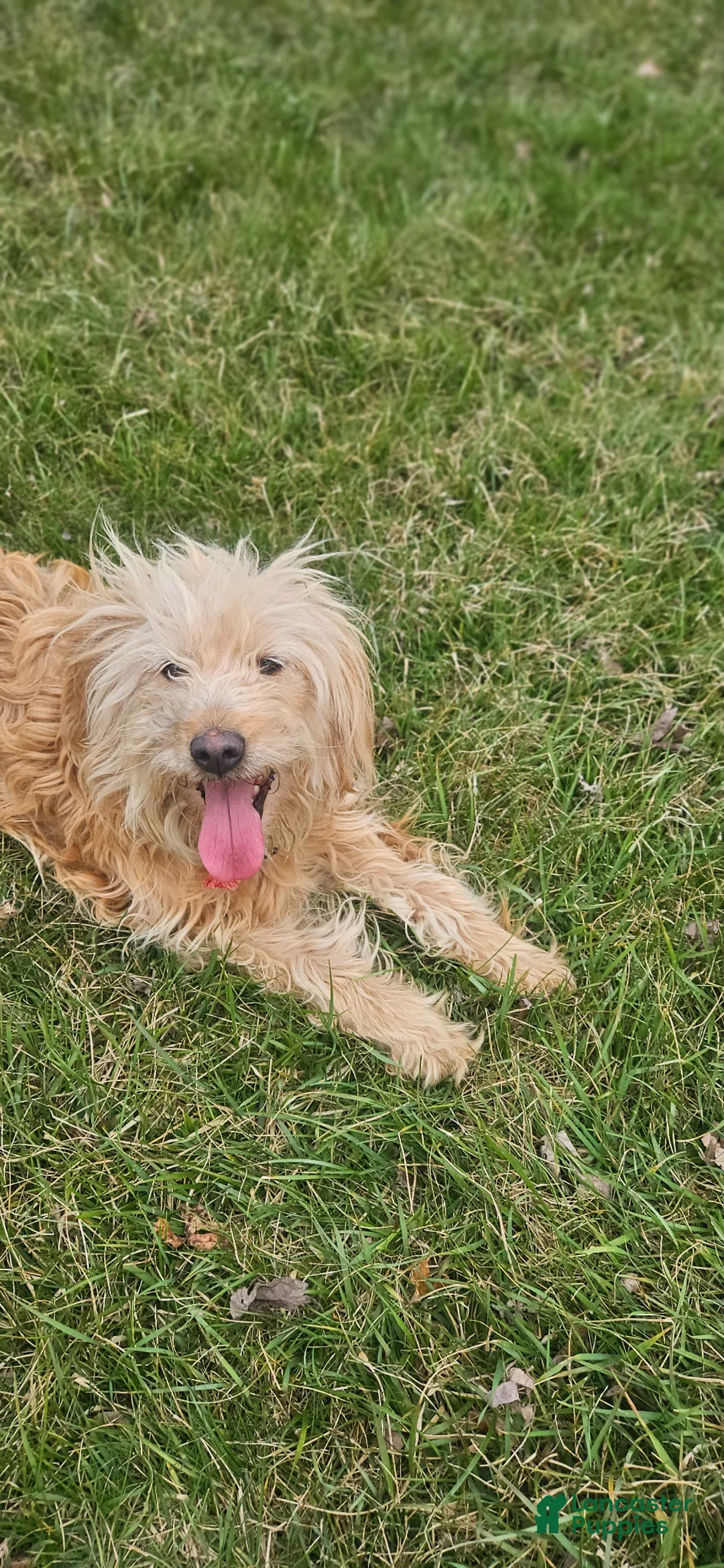 Mini Goldendoodle dogs for sale: Mini Goldendoodle Puppy 1 - Ad 3