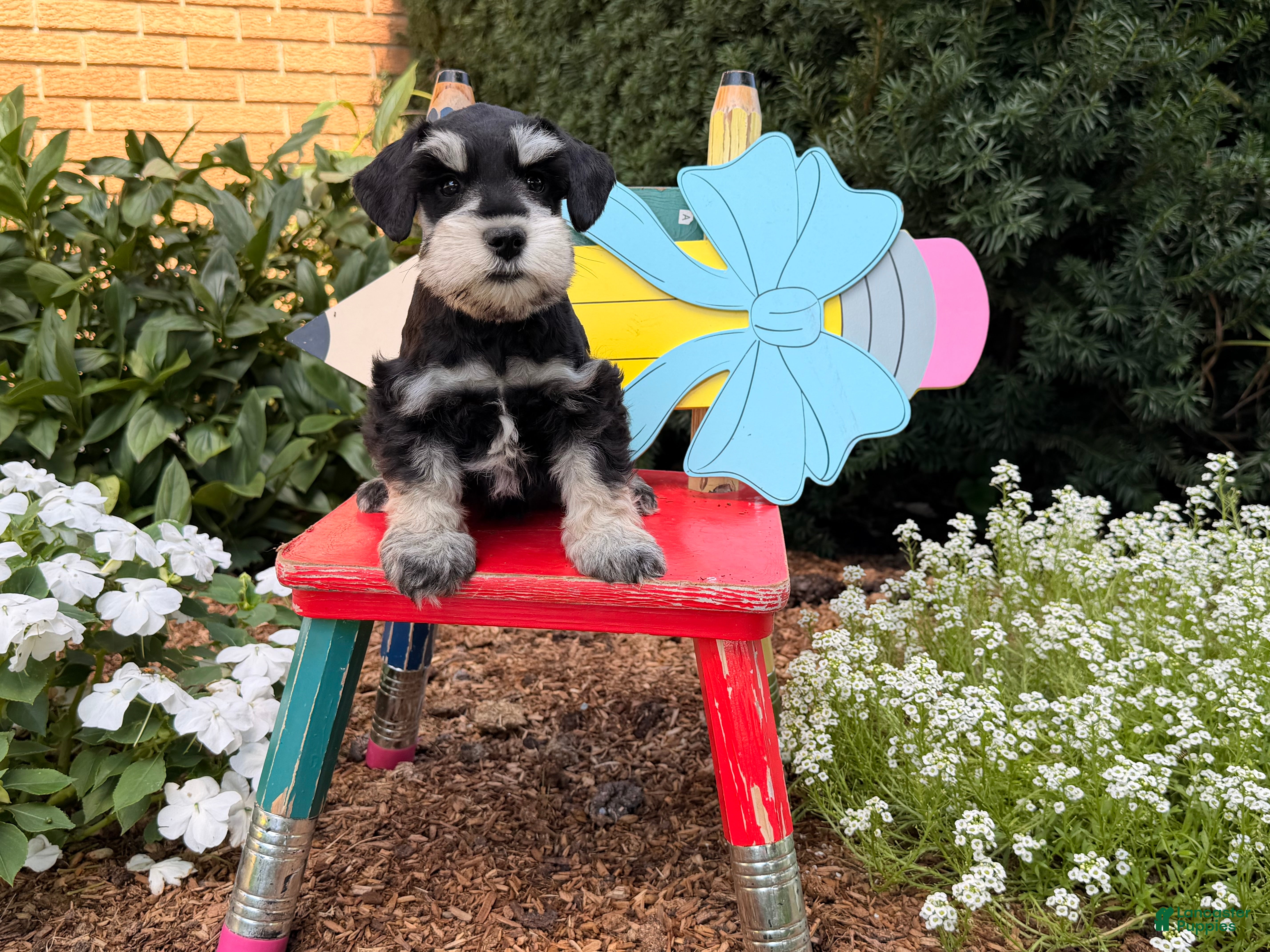 Miniature Schnauzer dogs  Mable  - Ad 2
