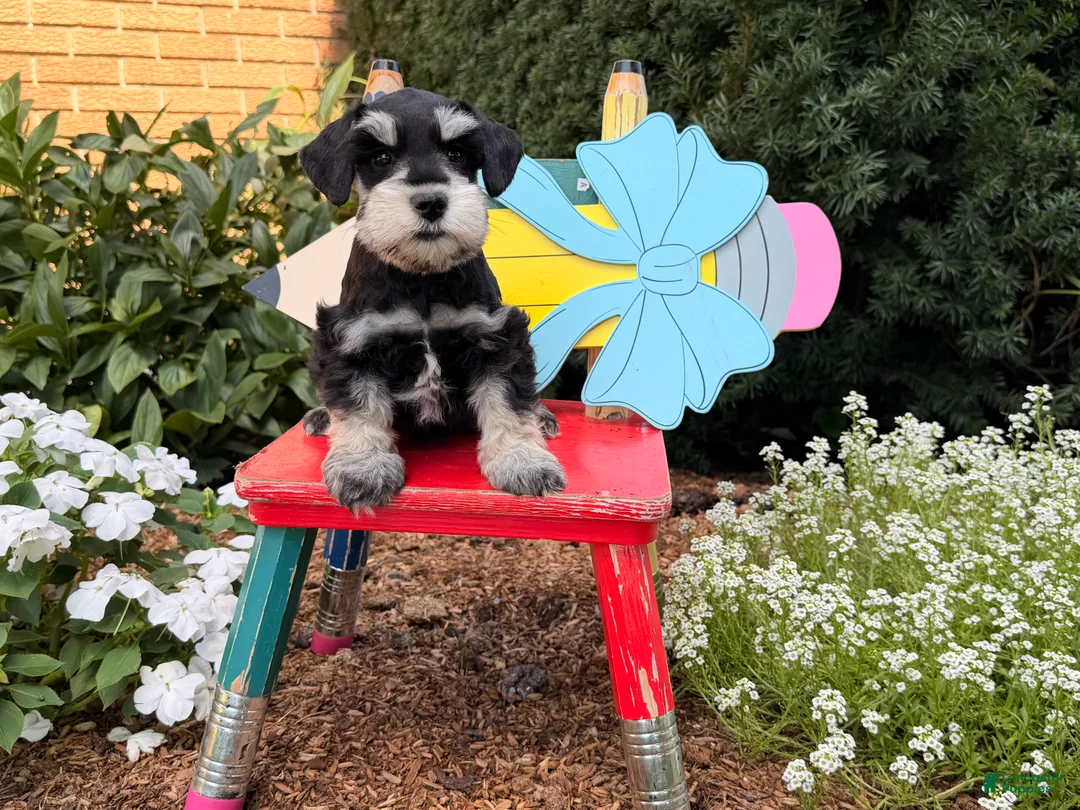 Miniature Schnauzer dogs for sale:  Mable  - Ad 2