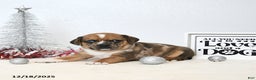 Puggle dogs for sale: Ginger - Ad 1