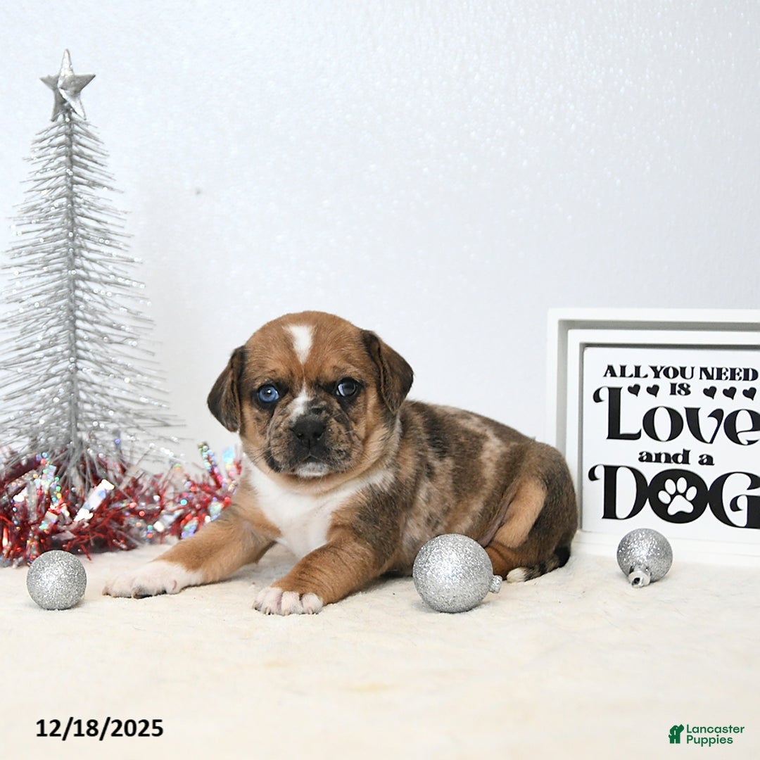 Puggle dogs for sale: Ginger - Ad 1