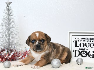 Puggle dogs Ginger - Ad 4
