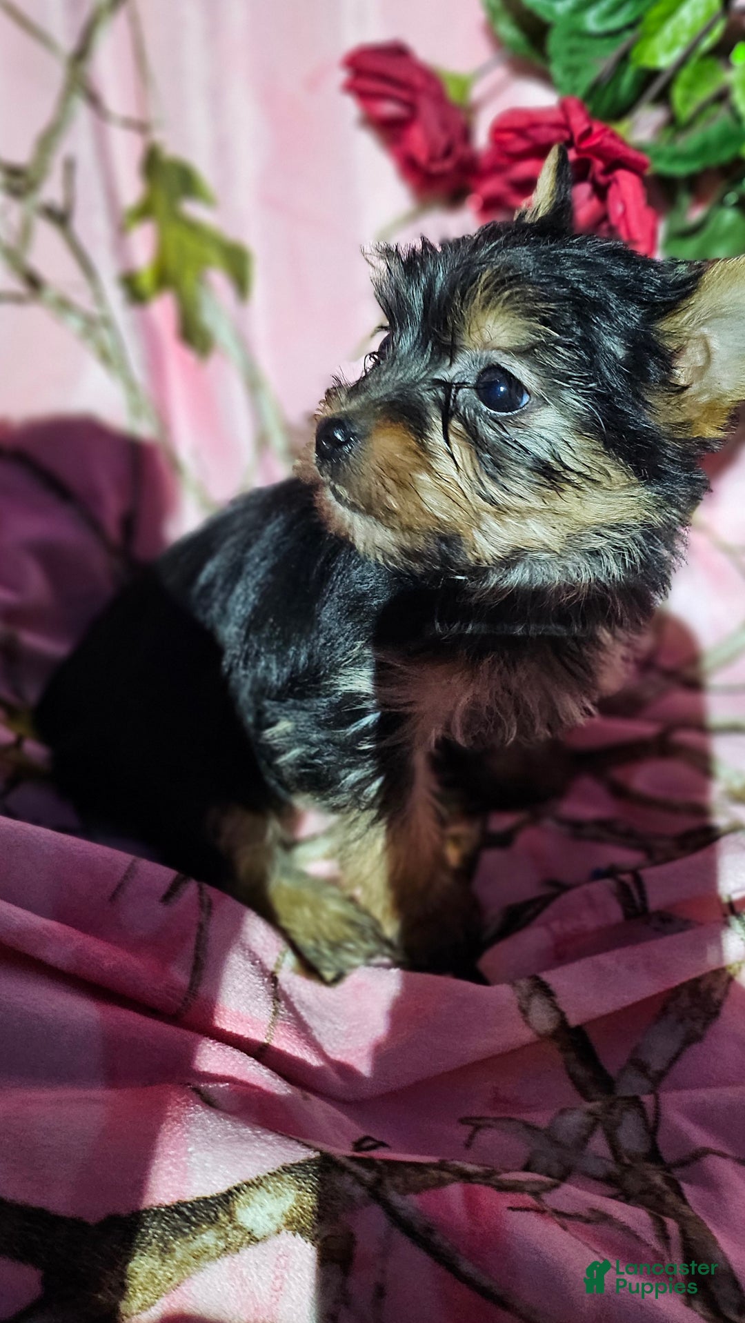 Morkie dogs for sale: TWILIGHT  - Ad 7