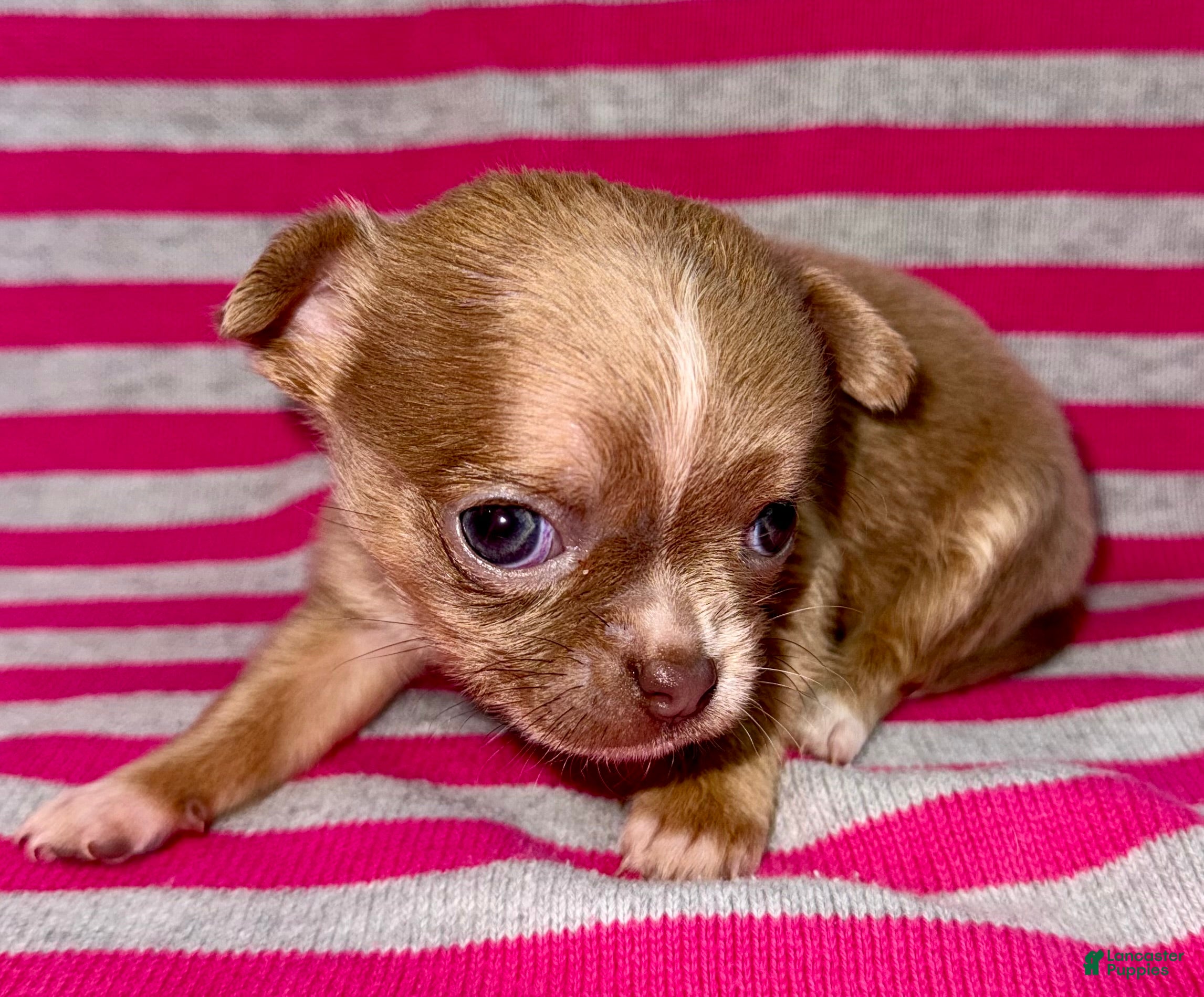 Chihuahua dogs Chihuahua Puppy 1 - Ad 1