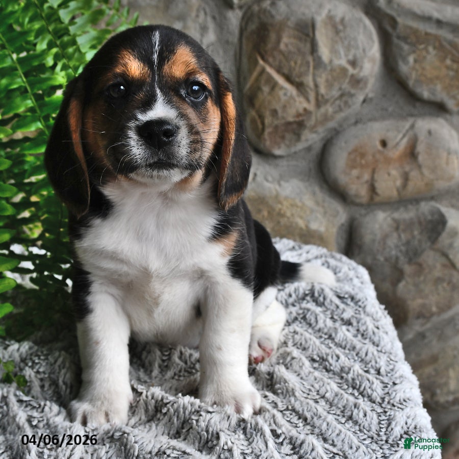 Mixed Breed dogs Clover - Ad 2