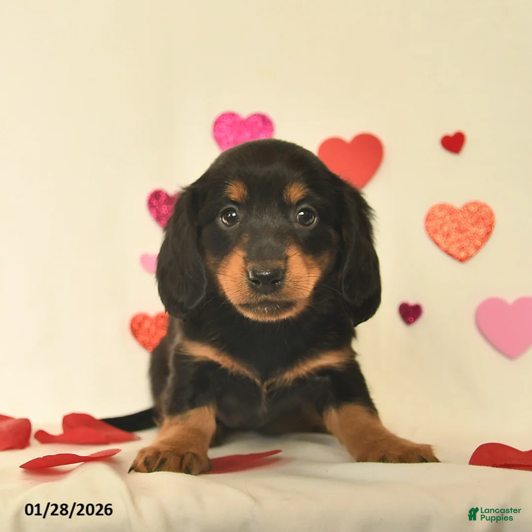 Miniature Dachshund dogs for sale: Oakley  - Ad 2