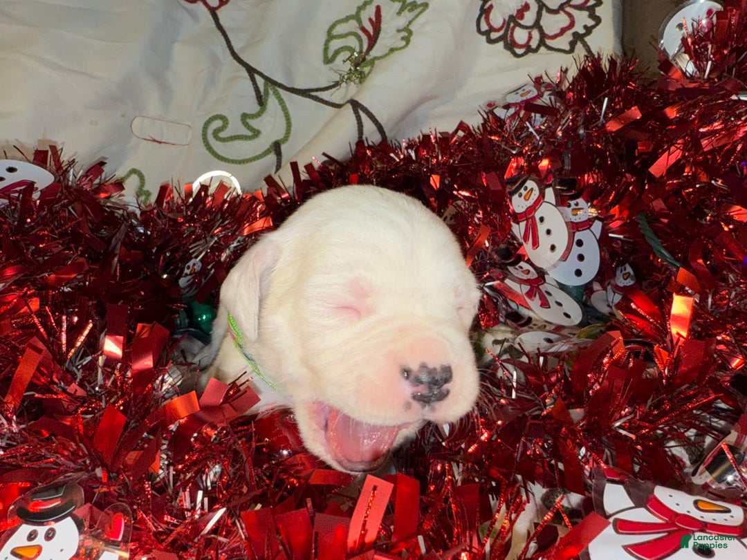 Mixed Breed dogs for sale: Leena  - Ad 6