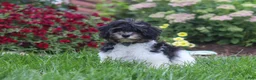 Havapoo dogs for sale: Joey - Ad 5