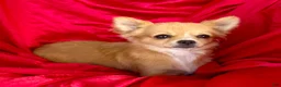 Chihuahua dogs for sale: Rose long hair Apple head - Ad 5