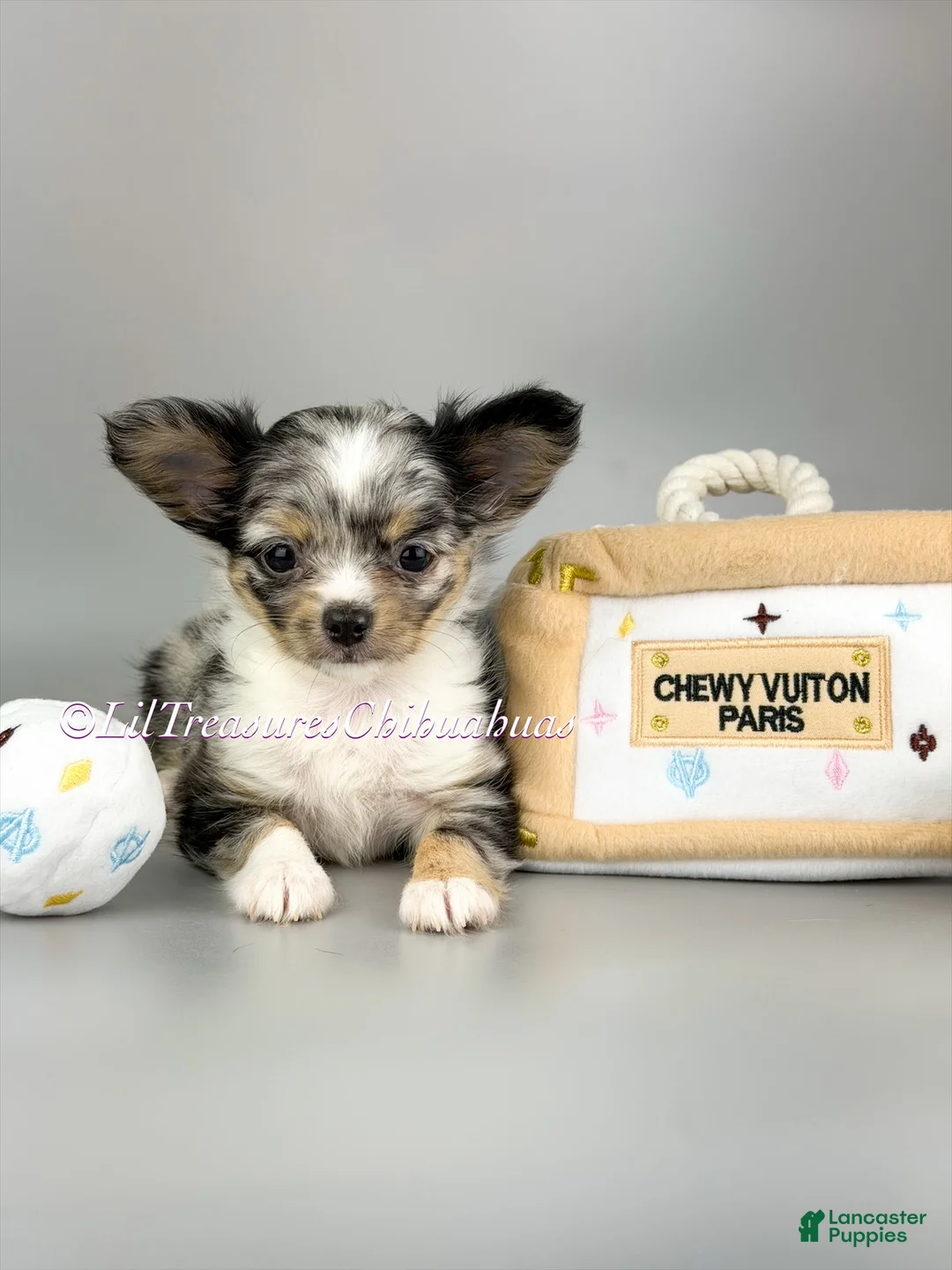 Chihuahua dogs for sale: Rainbow Dash - Ad 1