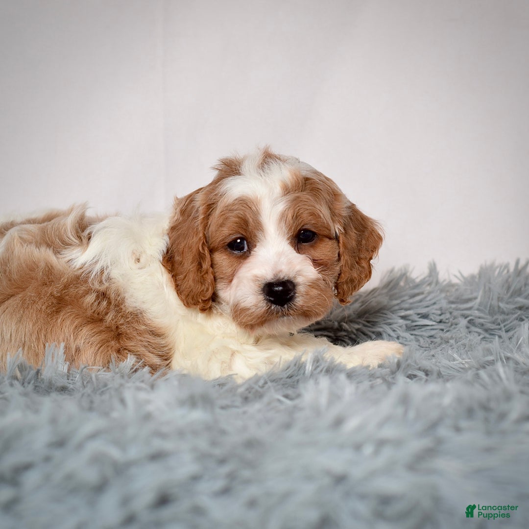 Cavapoo dogs for sale: Mr. Luigi - Ad 7