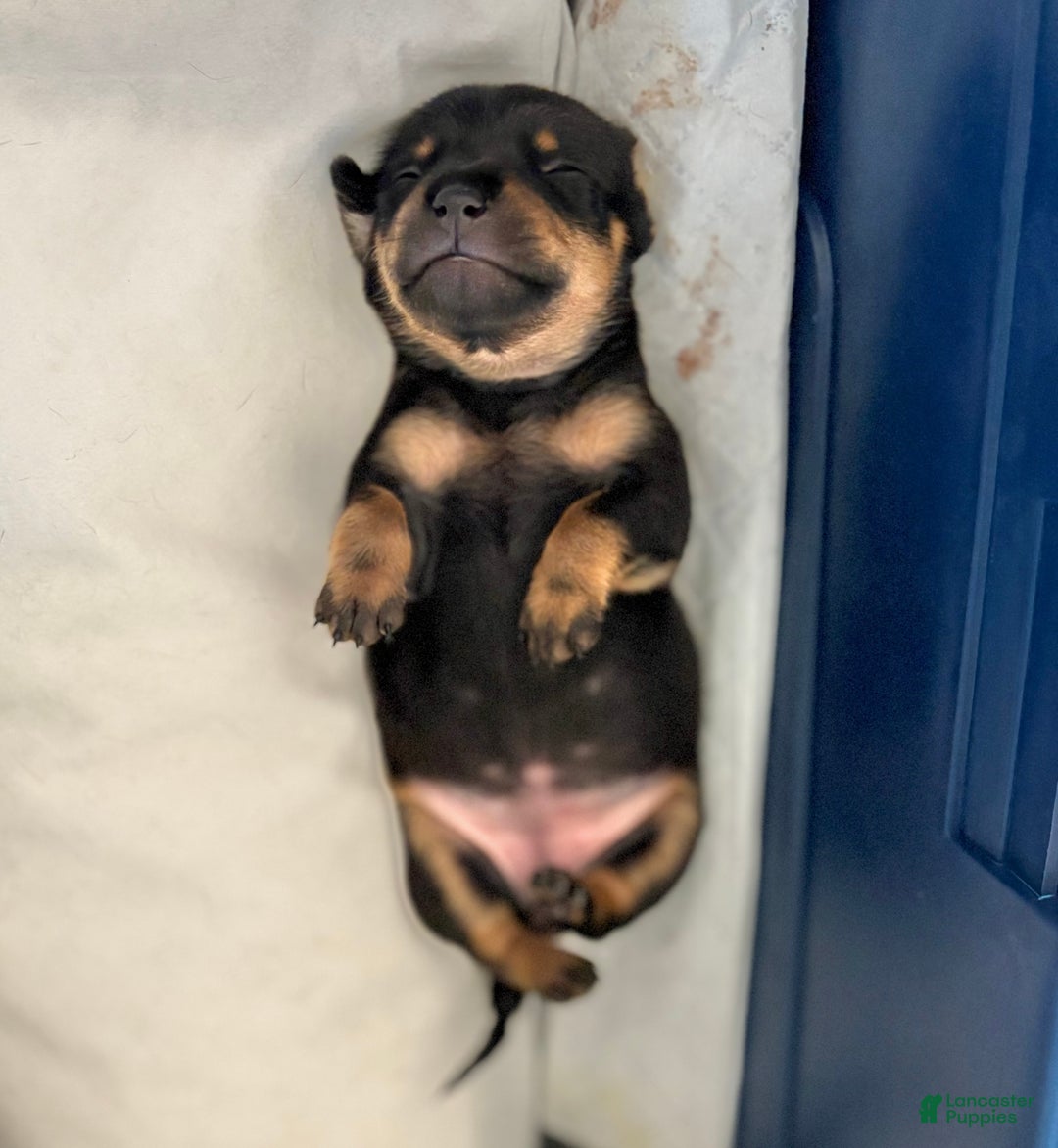 Mixed Breed dogs for sale: Pocket Pet 4 - Ad 2