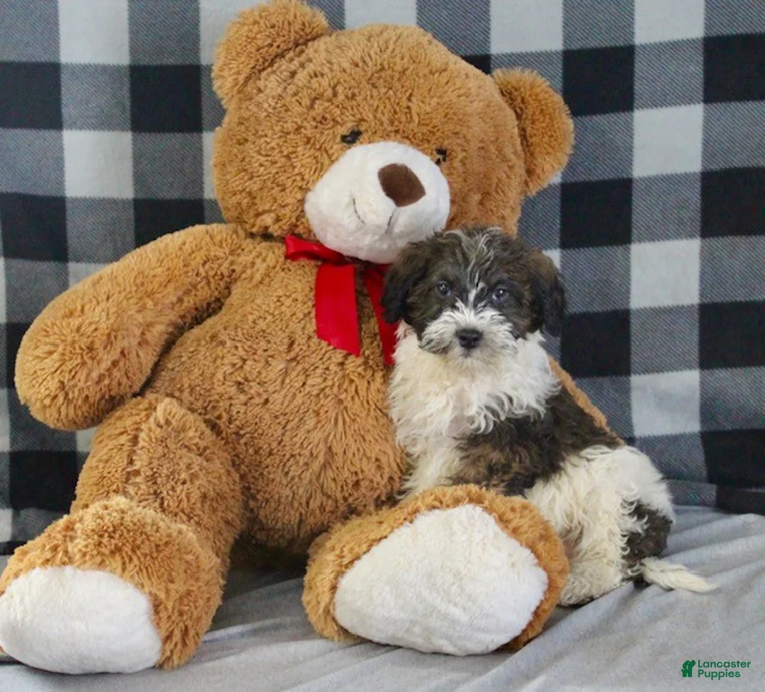 Mixed Breed dogs for sale: Bentley - Ad 6