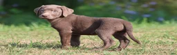 Labrador Retriever dogs for sale: Bailey  - Ad 3