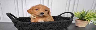 Cookie Mini Goldendoodle