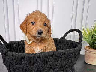 Mini Goldendoodle dogs Cookie Mini Goldendoodle - Ad 5