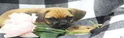 Puggle dogs for sale: Freedom - Ad 4