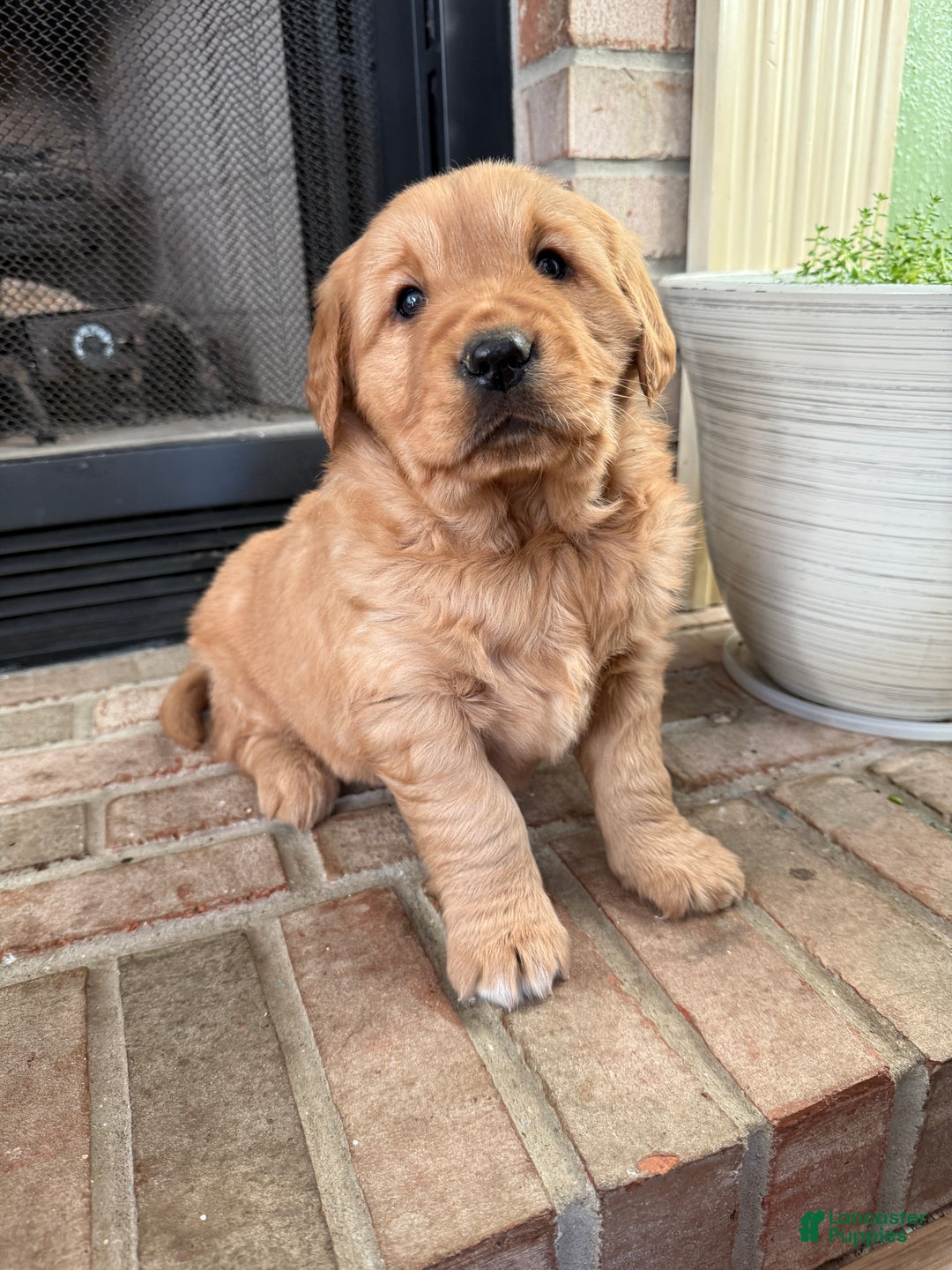 Golden Retriever dogs for sale: Sunny - Ad 3