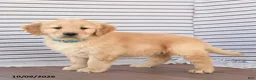 Golden Retriever dogs for sale: Billy - Ad 3