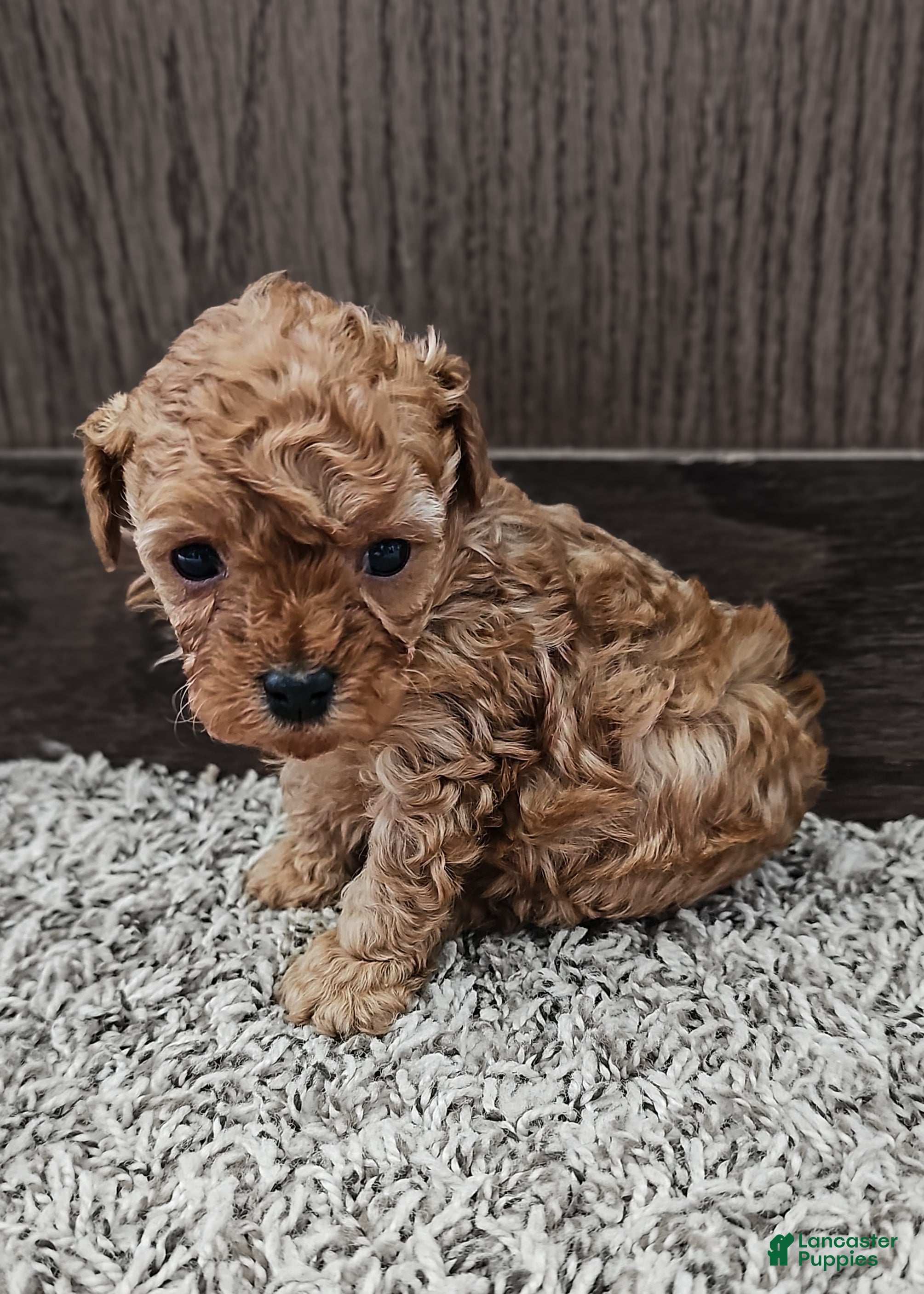Toy Poodle dogs Teddy - Ad 22