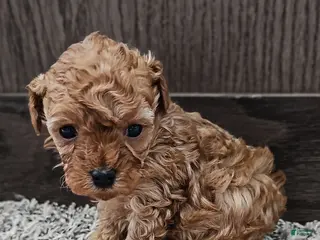 Toy Poodle dogs Teddy - Ad 22