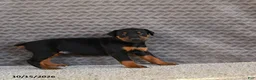 Doberman Pinscher dogs for sale: Ellie - Ad 4