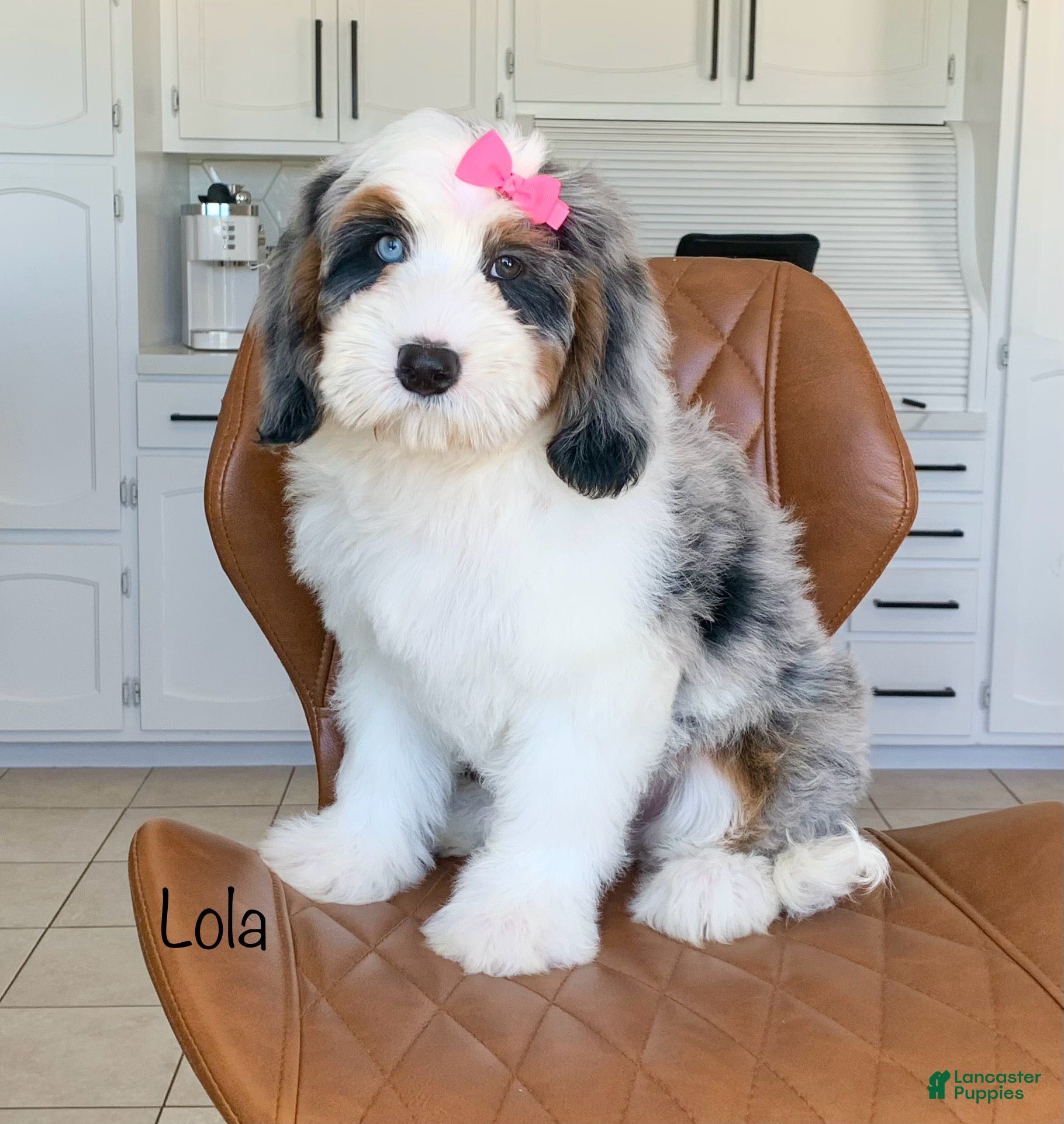 Mini Bernedoodle dogs Lola - Ad 1
